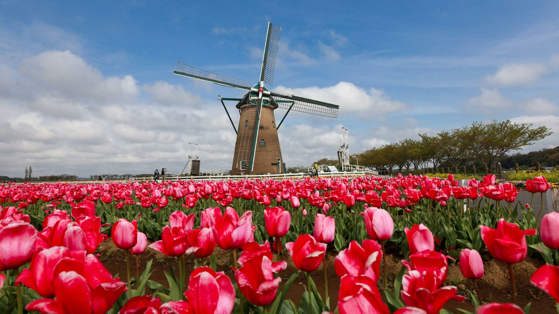 Tulip Mania: momentul din istorie când un bulb de lalea costa cât o casă în Amsterdam. Care a fost motivul prețului exagerat?
