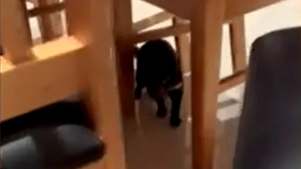 Cum arată un diavol tasmanian, de fapt. O gospodină a găsit unul sub pat. Inițial, crezuse că este un cățel de jucărie