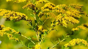 Cum scapi de alergia la ambrozie. Primele semne și ce să faci ca să te protejezi