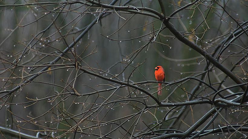 Vremea ne mai face o surpriză! Plăcută sau neplăcută, ce crezi? Află prognoza pentru următoarele două săptămâni!