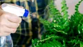 Trucul simplu pentru plantele de apartament atunci când plecăm de acasă