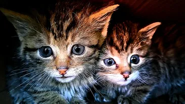Doi tineri au găsit pui de pisică pe marginea unui drum și au decis să-i ia acasă! Ce au descoperit când au mers cu animalele la veterinar
