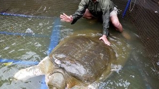 50 de oameni s-au chinuit sa scoata o broasca testoasa de 200 kg si 100 de ani dintr-un lac