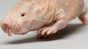 Oamenii de stiinta au gasit elixirul tineretii fara batranete! Vezi aici care e!