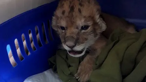 VIDEO. Respins de mamă, un pui de leu de la Zoo Craiova este hrănit din două în două ore cu biberonul