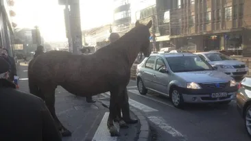 Nu numai porcii sunt plimbati pe strazile Clujului! De data asta, un cal….