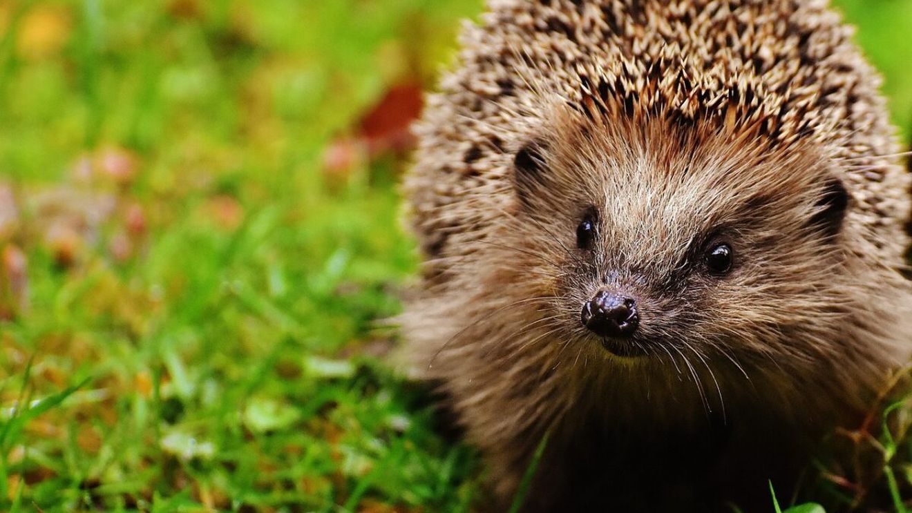 A crezut că a găsit un arici pe drum și l-a luat acasă. Când a mers la veterinar, să cadă din picioare! Ce era, de fapt