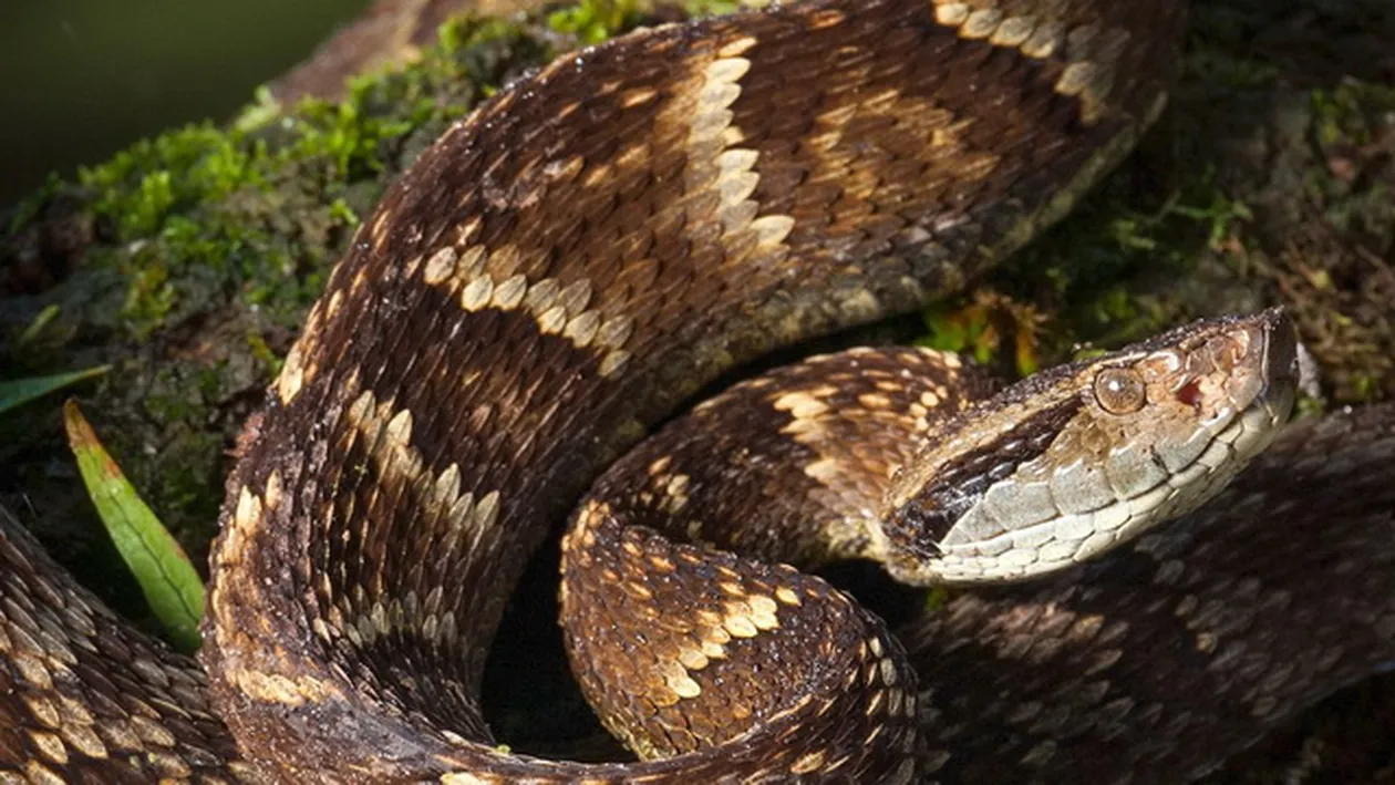 GESTUL INCREDIBIL facut de un baietel de un an si jumatate, atacat de o vipera! A MUSCAT sarpele!