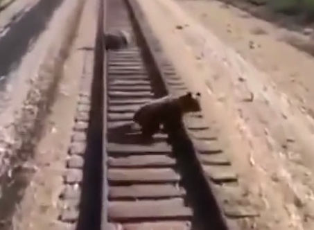 O ursoaică a murit călcată de tren în timp ce încerca să-și salveze puii