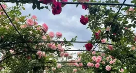 Galerie foto - poza 1