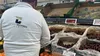 La noi costă „o mână și-un picior”, dar să vezi în Germania. Cât a plătit un român pentru 1 kg de cireșe într-un LIDL din Frankfurt