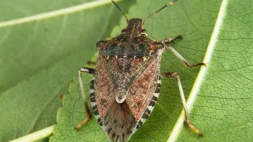 Invazie de gândaci urât mirositori în România! Metoda prin care scapi de ei