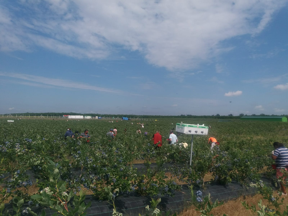 Afinele cultivate în Dolj și Olt ajung toate în Germania
