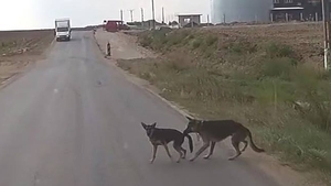 Imagini halucinante surprinse de un sofer din Romania! Momentul in care un caine isi salveaza "prietenul" de la moarte!