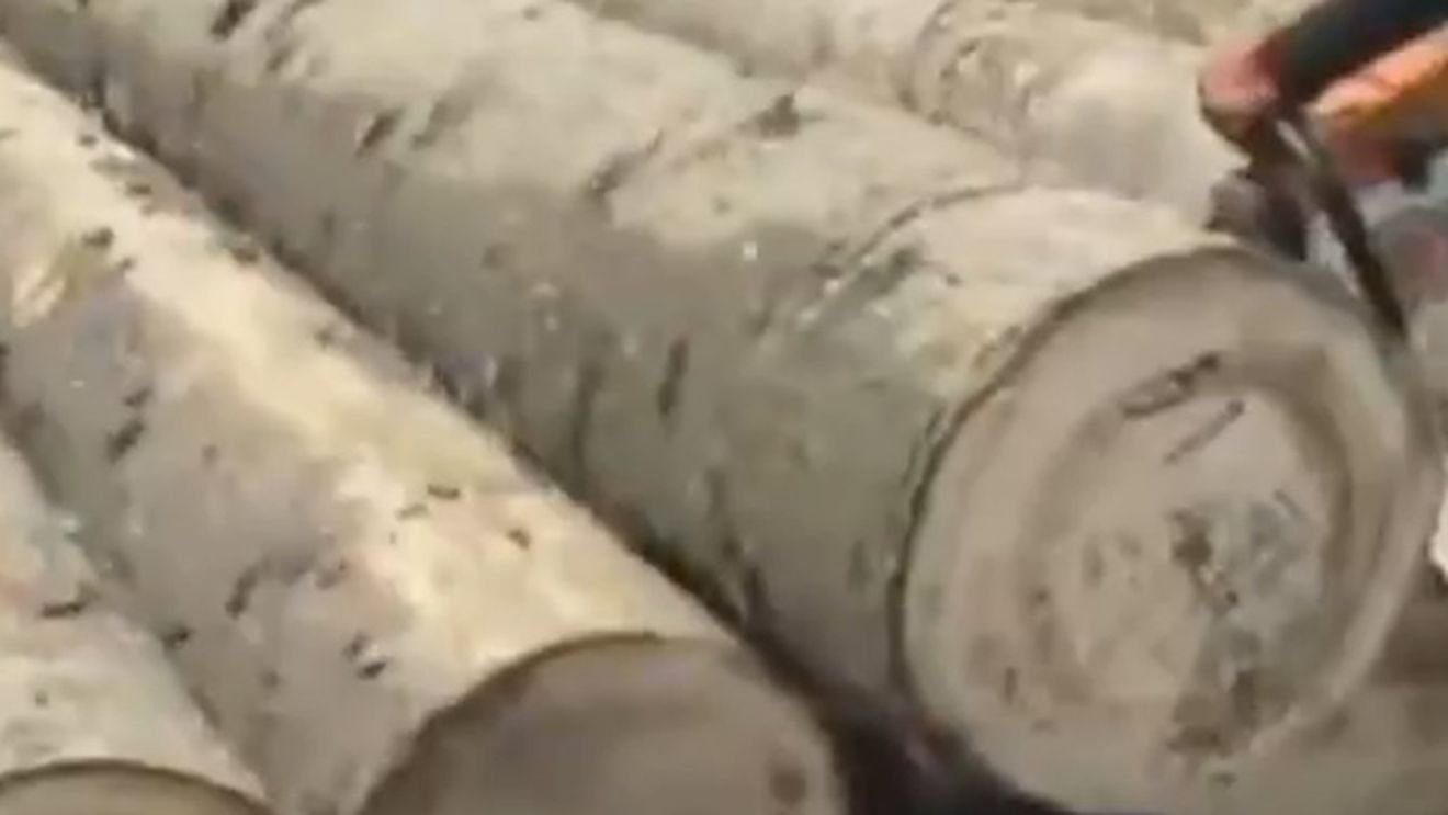 Imaginile realizate in Romania care fac inconjurul lumii! Ce au descoperit in acesti copaci dupa ce au taiat pomii cu drujba