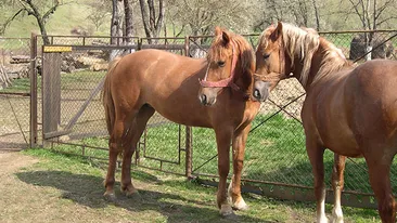 Aproximativ 3.000 de cai, în centrul unui nou scandal al cărnii în Europa