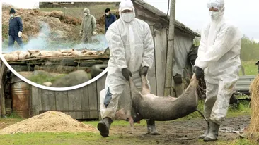 Ce surpriză uriașă le-a făcut o familie din Târgu-Jiu autorităților venite să extermine porcii