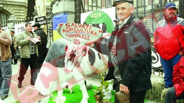 Au pus o vaca la poarta ministerului