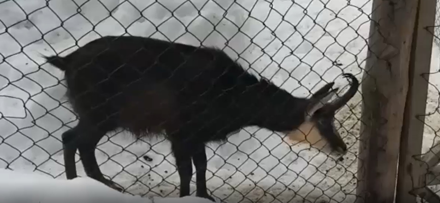 Capra neagră era crescută într-un țarc