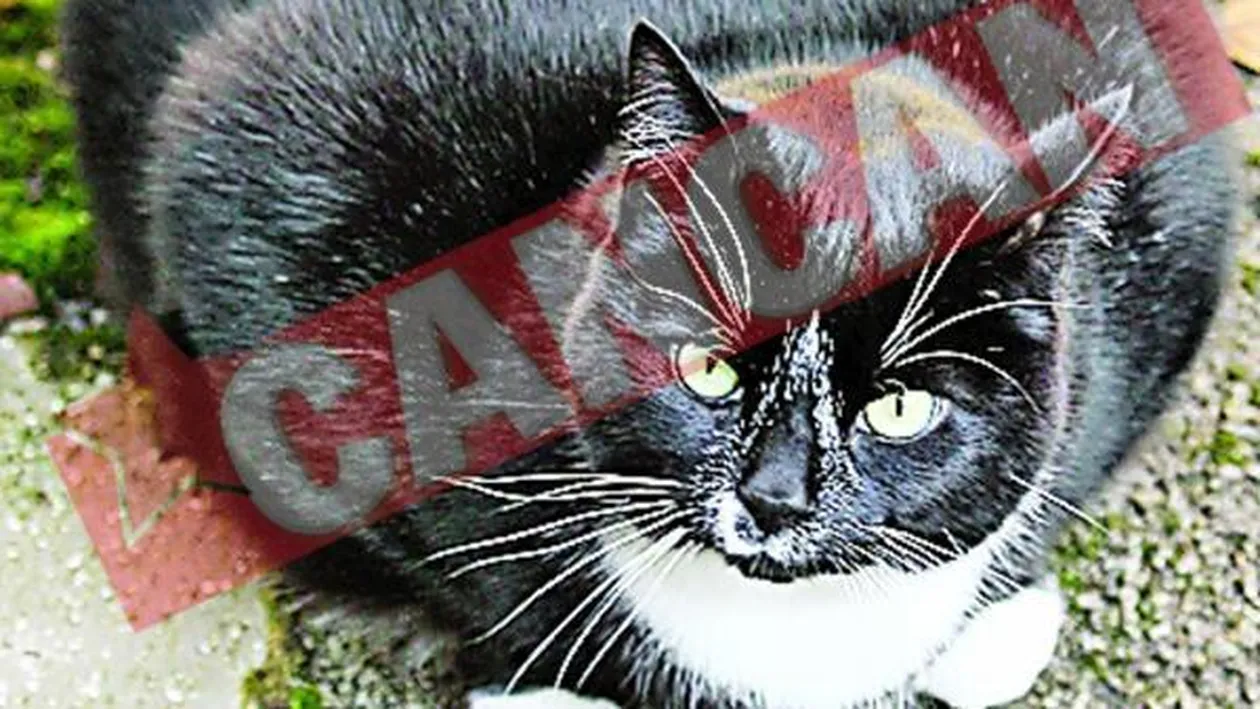 Pisica uriasa, pusa la slabit