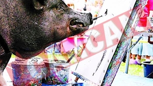 Porcul care picteaza