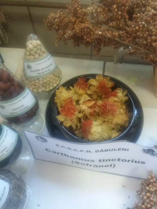Cercetătorii au apelat la culturi exotice pentru a valorifica solul nisipos din zonă