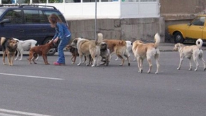 ALARMA IN CAPITALA! Peste 300 de bucuresteni au fost muscati de caini in luna august!