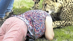 FOTO INFIORATOR! O femeie atacata de gheparzi s-a prefacut moarta pentru a scapa din ghearele felinelor - Vezi cum a reusit sa scape desi fiarele o aveau in gheare