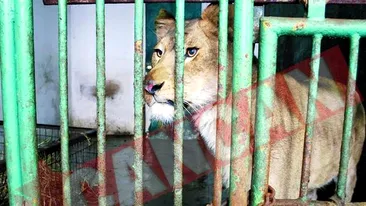 Leul de companie, ultima moda la romani