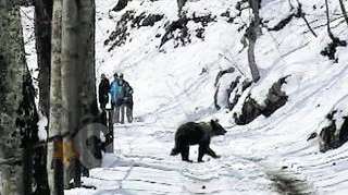 A crezut ca ursul e de plus!