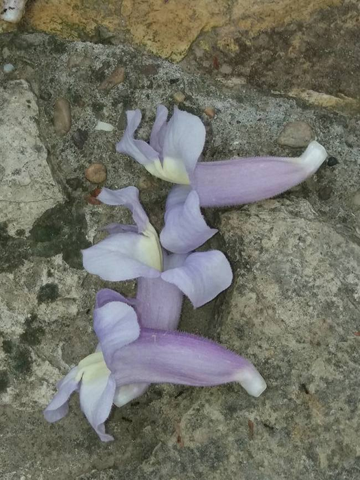 Mormântul lui Aurelian Preda a fost acoperit cu flori de liliac