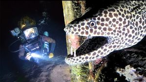 Ce se află, de fapt, la fundul Oceanului Indian. Descoperire ireală făcută de un scafandru