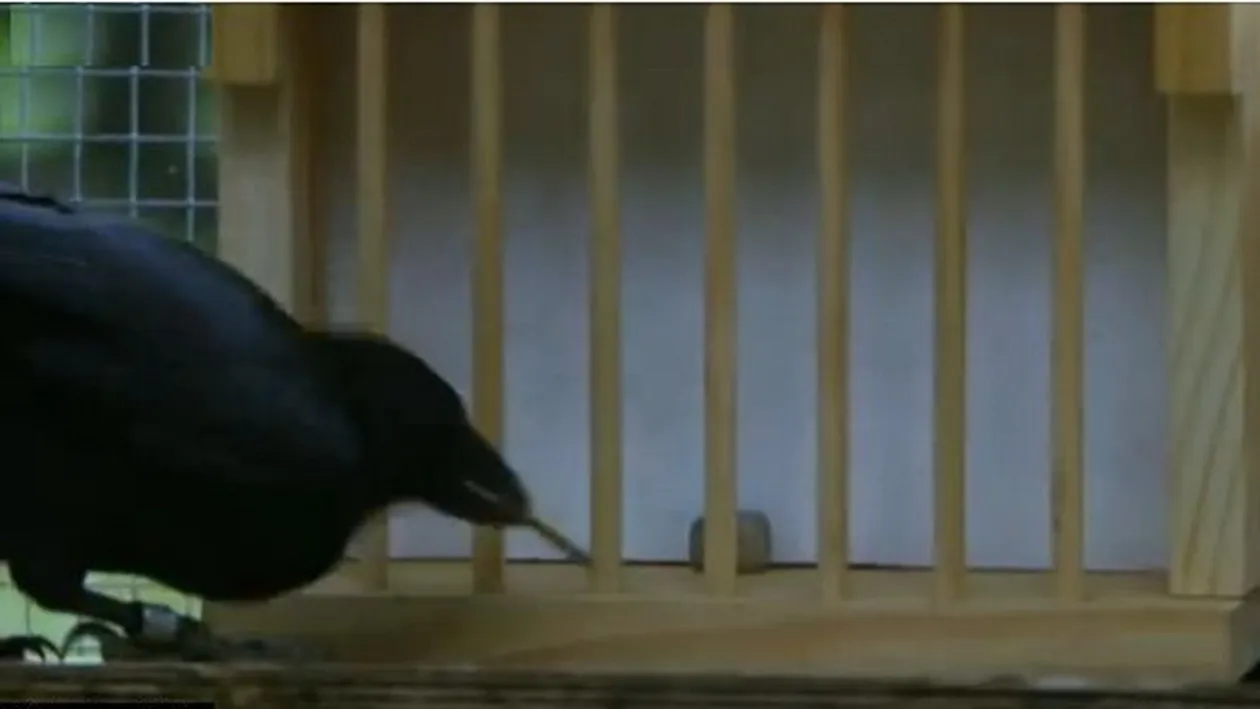 VIDEO Cea mai inteligenta CIOARA din lume! Rezolva 8 puzzleuri complexe in timp RECORD!