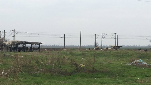 FOTO. Nu e banc! Scutul antirachetă de la Deveselu, pus în pericol de... oile unui fermier din Caracal. Animalele ar activa senzorii de la baza militară