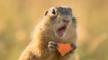 Bancul zilei | Auleo, nevastă-mea!