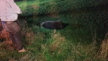 Un alt urs a fost lovit de o maşină în urmă cu puțin timp la Ghindari, judeţul Mureş