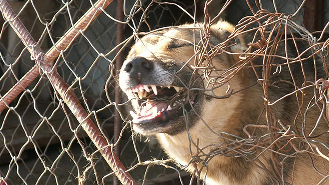 Bilanţ îngrijorător! Trei persoane au fost muşcate de câini, marţi, în Capitală