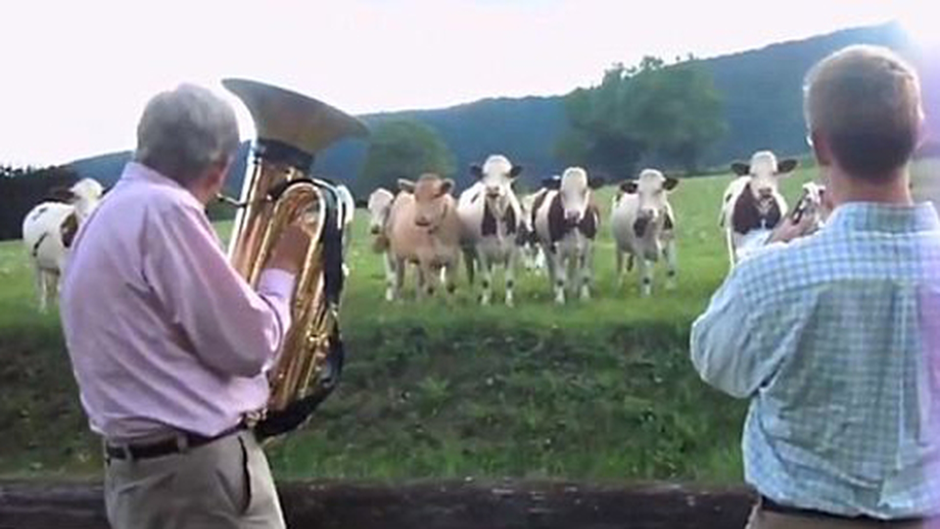 O cireada de vaci, fascinata de jazz! Asta da muuuzica!
