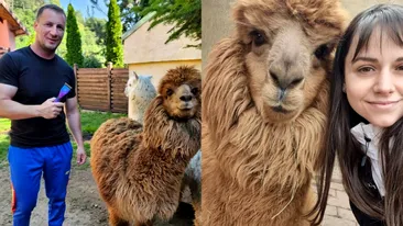 Marian Godină, acuzat de abandon. Ce ar fi făcut cu cele două alpaca pe care le creștea