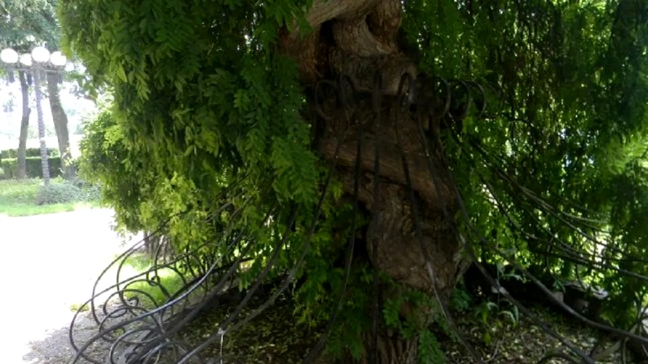 Are 80 de ani şi a fost declarat ”monument naţional”. Povestea secretă a celui mai ciudat copac din România