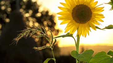 Cum va fi vremea până la finalul verii. Când se întoarce canicula în România