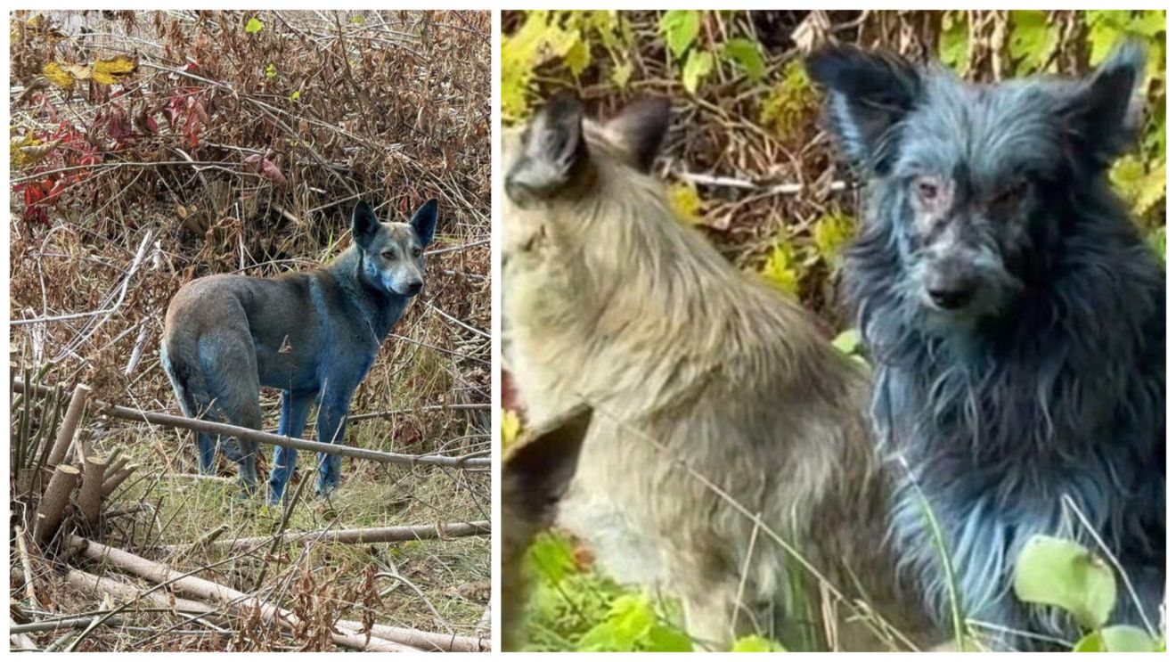 Apariție bizară la Cernobîl! Voluntarii din zonă au fotografiat câini cu blana albastră. Care ar fi explicația fenomenului