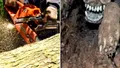 A tăiat un copac cu drujba, iar când a văzut ce era în el a încremenit!