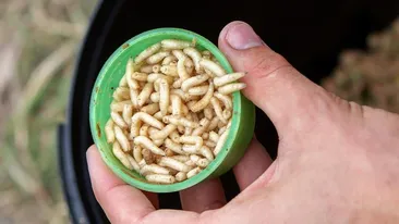 Scene apocaliptice într-un oraș din India. Viermi albi au căzut din cer, iar imaginile au stârnit controverse uriașe