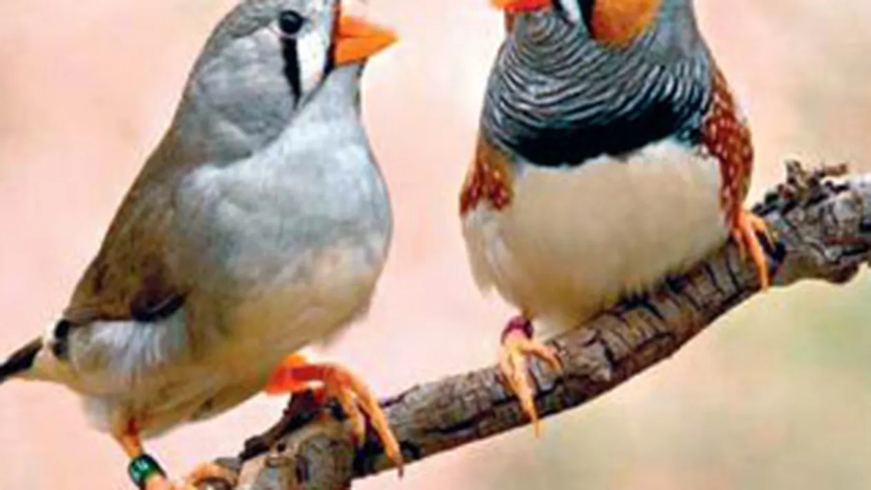 De la ele am invatat? Zebrele australiene pot explica de ce oamenii isi inseala iubitii!