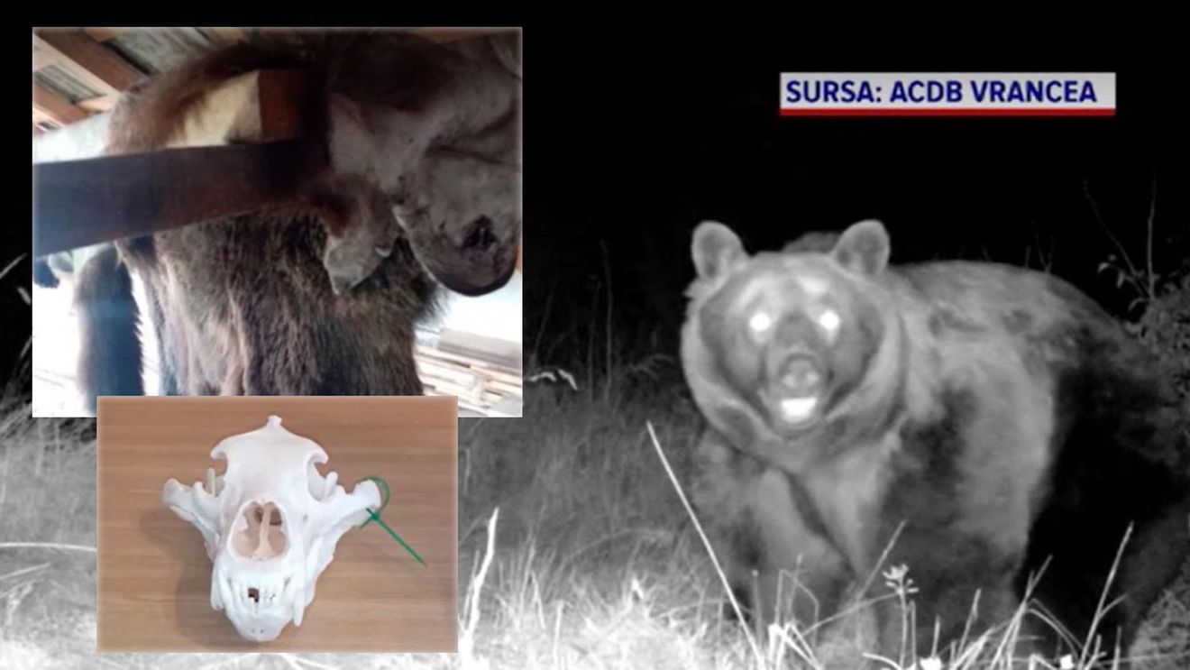 Noi informații în cazul uciderii ursului Arthur. Blana animalului, identificată într-o tăbăcărie din Târgu Secuiesc