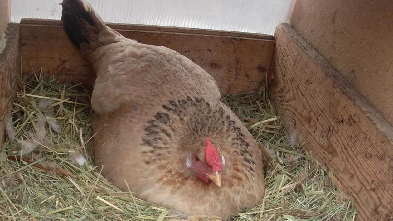 I s-a parut ciudat ca o gaina din curtea sa nu se misca de pe cuib de ceva timp. A mers sa vada ce patise, dar a incremenit. Ce a gasit fermierul sub ea VIDEO