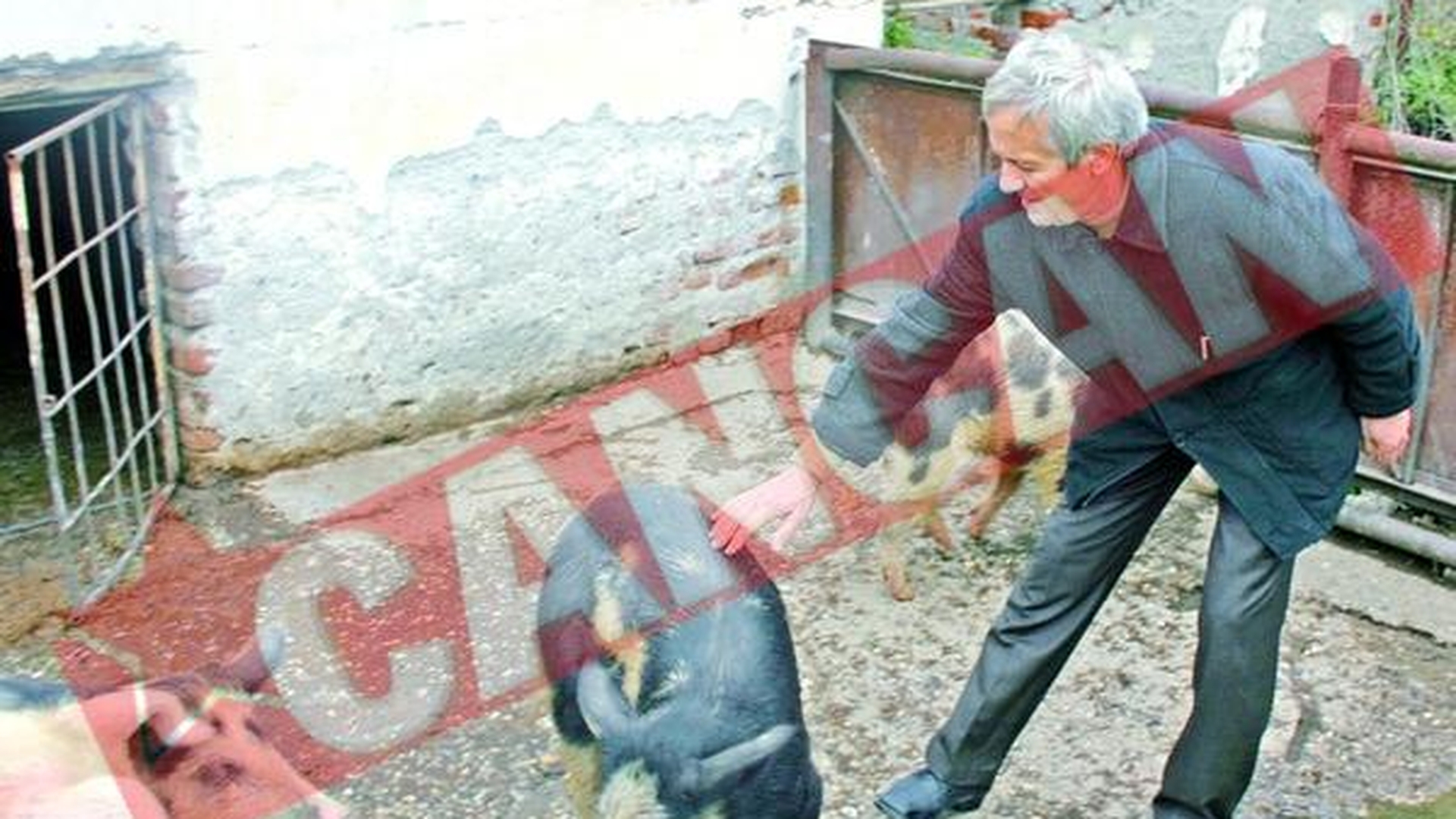 Creste porci la Scoala