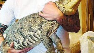 Are 24 de crocodili in curtea casei