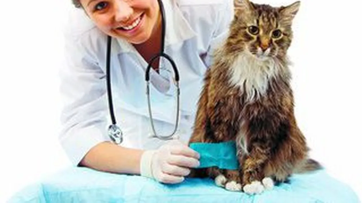 Cum iti deschizi un cabinet medical veterinar